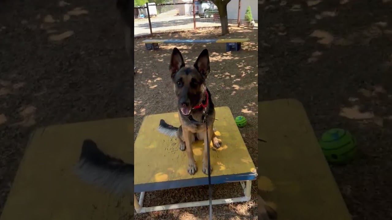 Enlarge Chanel- Stunner, a Adoptable German Shepherd Dog in Grass Valley, CA video 6/6