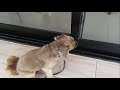 Conozcan a mi perro Douglas