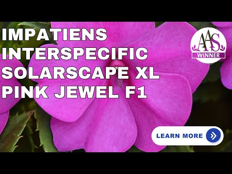 Striking Sun Performers: Solarscape Impatiens for Non-Stop Blooms in Full Sun or Shade!