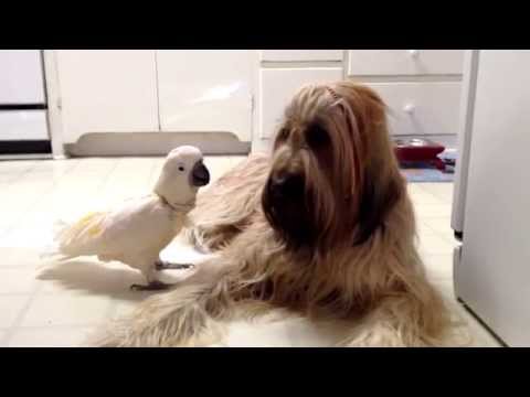 Meet Chou Chou Briard and Brandy the Barking Bird!