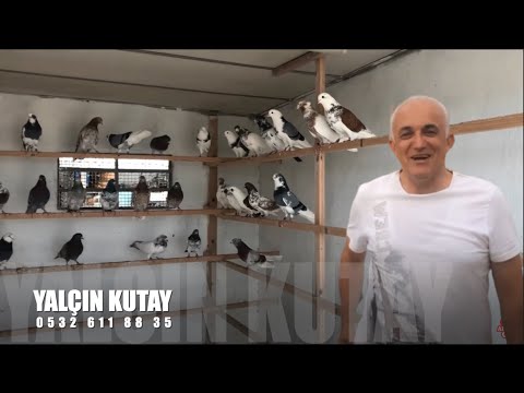 , title : 'İran Güvercinleri Yalçın Kutay (Mr yadaki)'