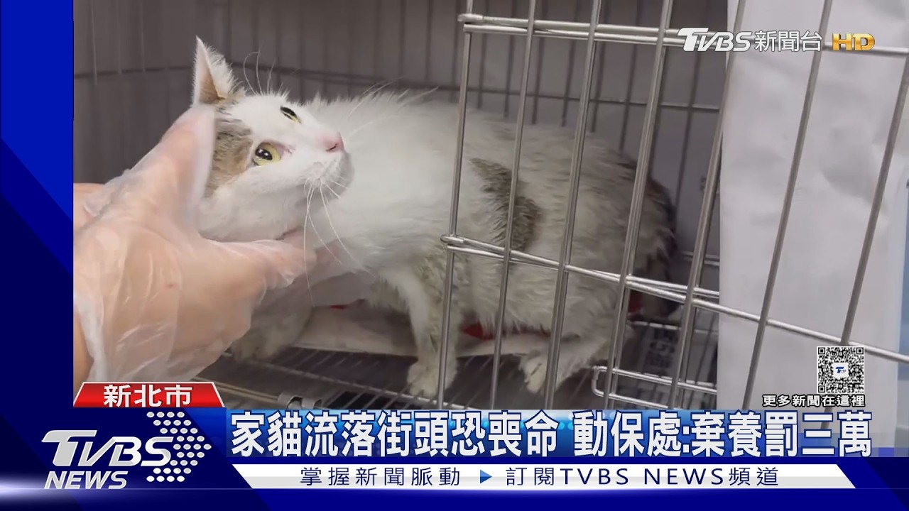 影音/善心被當免費收容所!女丟貓秒逃 老闆無奈:養了就要負責
