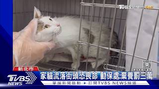 鶯歌女「丟貓就跑」 監視器全都錄