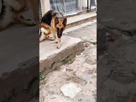 Sandy recognizes me Everytime | Kritika Tiwari #Shorts #animals #youtubeshorts #trending #viral #dog