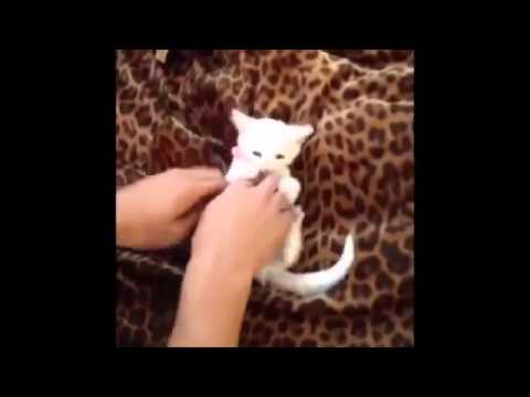 Funny Cat Videos Ever