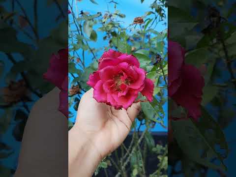 #flower #music #song