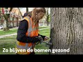 Utrecht injecteert iepen om dodelijke schimmel tegen te gaan | RTV Utrecht