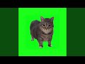 OIIA OIIA (Spinning Cat)