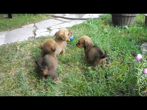 Cute dogs fighting (720p HD)