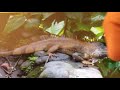 Animal Abc Zoo Song