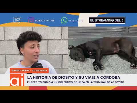 Un perro de Arroyito subió a un colectivo y apareció en Córdoba