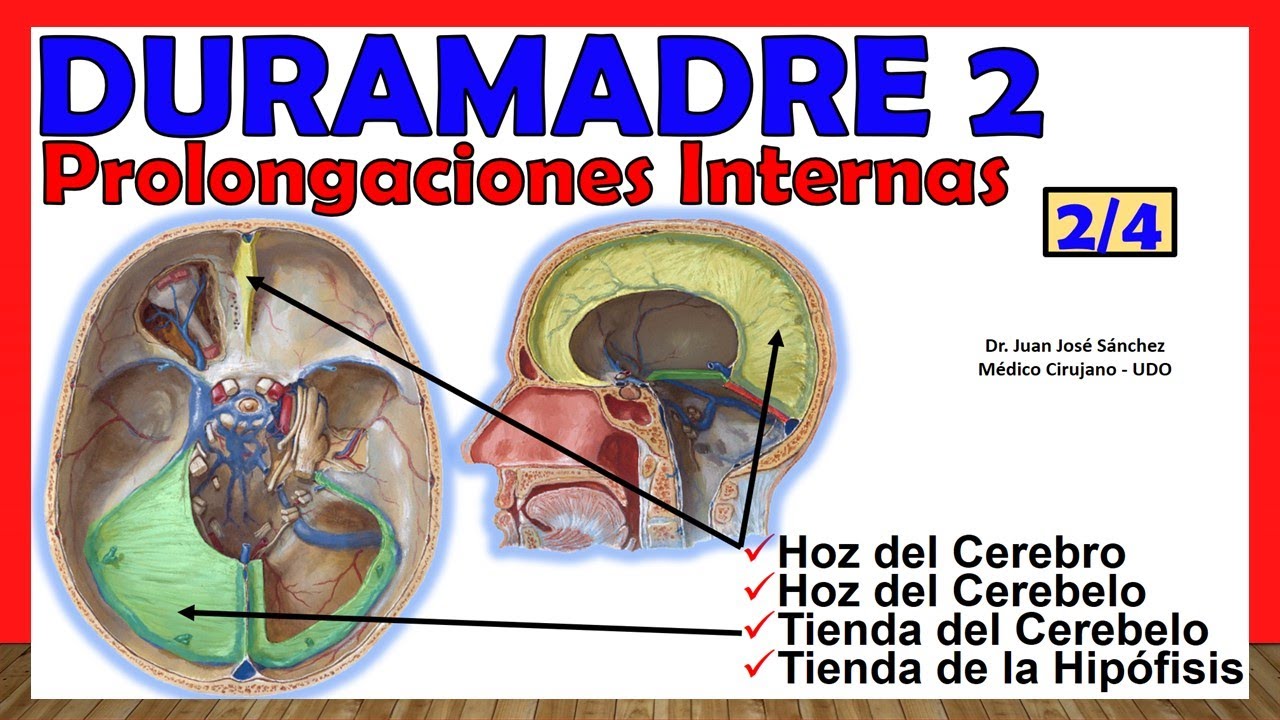 🥇DURAMADRE 2/4. (Hoz del Cerebro, Tienda del Cerebelo). ¡Explicación Sencilla!