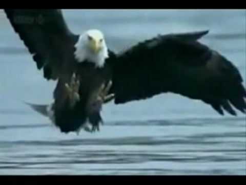 Edward Simoni  Pan   Träume 1