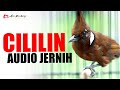 MASTERAN CILILIN GACOR SUARA JERNIH REAL VIDEO