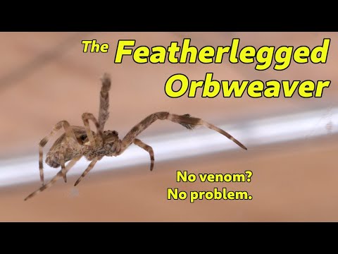 The Featherlegged Orbweaver - The Spiders in Your Yard