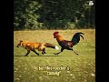 Rooster Chasing A Fox Funniest Farm Fight Ever