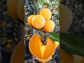 My favorite #Oranges,#Shorts