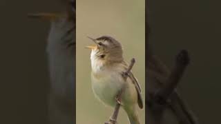 Download lagu Burung Kerak Basi ngeroll || cocok untuk masteran burung lomba mp3