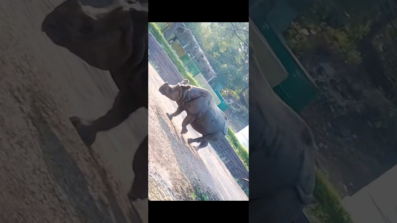 Nehru Zoological Park | 🐯🦁🦏 | #youtubeshorts #nature #trending #shorts #hyderabad #animals