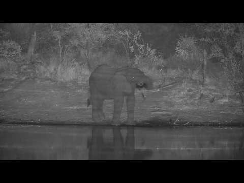 Djuma: Lone Elephant-Pt:1 - 19:00 - 07/07/20