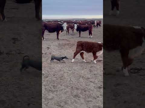 Dog rides cow at Córdoba Argentina