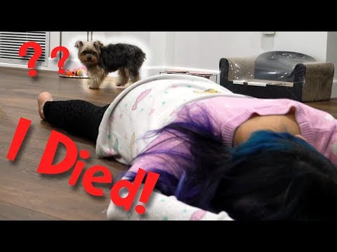 Faking My Death In Front Of My Dog