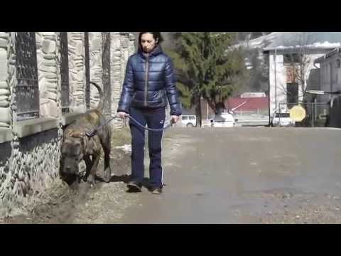 Varro | Presa Canario