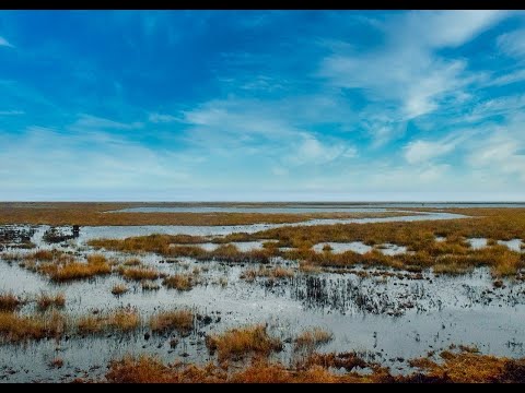 European Beaver reintroduction.