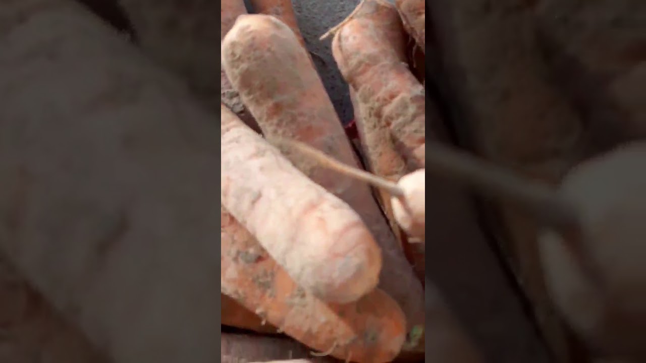 Морковь Сортана