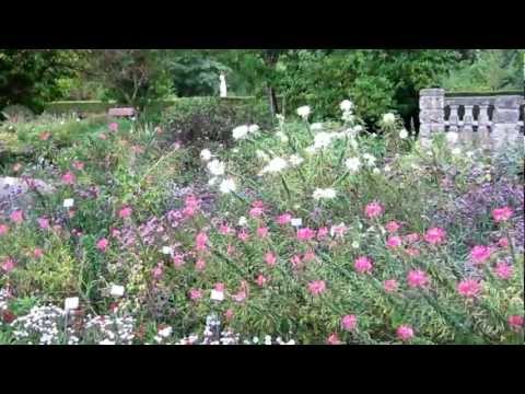 Dahlias and Canna in Munich Botanical ga