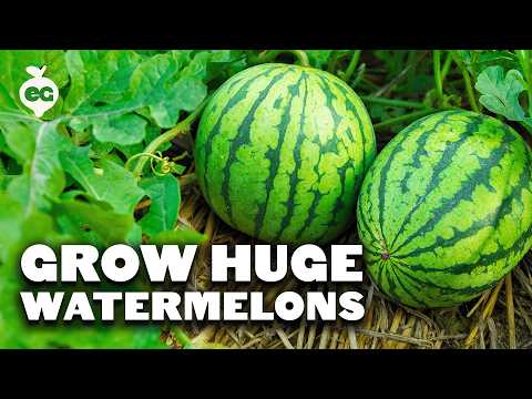 How to Grow Perfect Watermelons