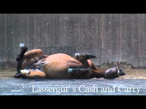 Hengststation Maas J. Hell - Qualität, Zukunft, International!!