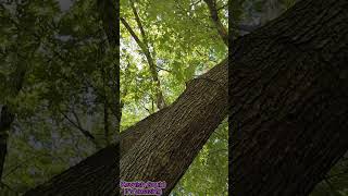 Forest in my Yard