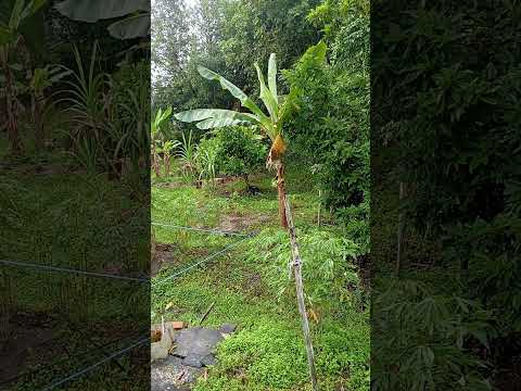 meu quintal em Aratuipe 06/Junho/2025 / minhas férias na Bahia