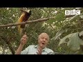 Bird interrupts David Attenborough | Attenborough's Paradise Birds - BBC
