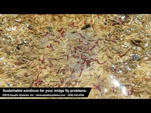 Midge Fly Larvae Sample