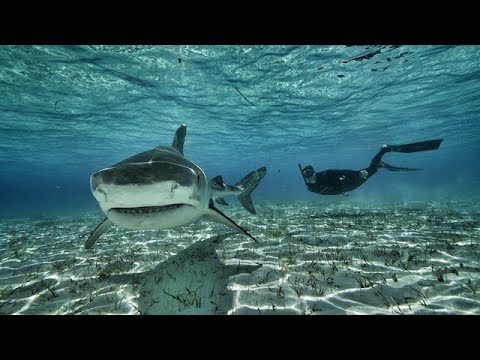 Giant Tiger shark in the shallows
