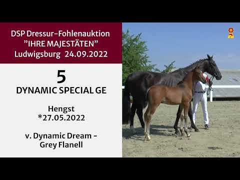 KN 5: Hengstfohlen v. Dynamic Dream - Grey Flanell
