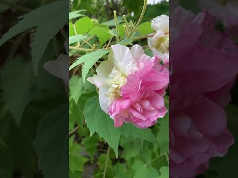 ピンクの花を咲かせる低木: ロマンチックな庭園を作るユニークな 5 種  庭園