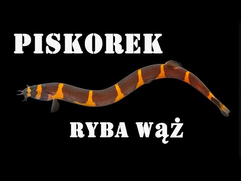 , title : 'PISKOREK Kuhla - tajemnicza ryba wąż / cierniooczek'