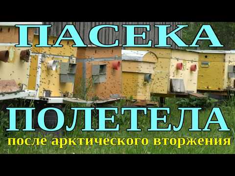 ПАСЕКА ПОЛЕТЕЛА ПОСЛЕ АРКТИЧЕСКОГО ВТОРЖЕНИЯ. ОБЛЁТ ПЧЁЛ.
