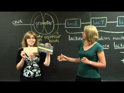 Lac operon | MIT 7.01SC Fundamentals of Biology