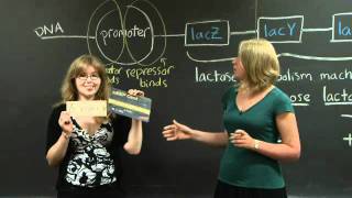 Lac operon | MIT 7.01SC Fundamentals of Biology