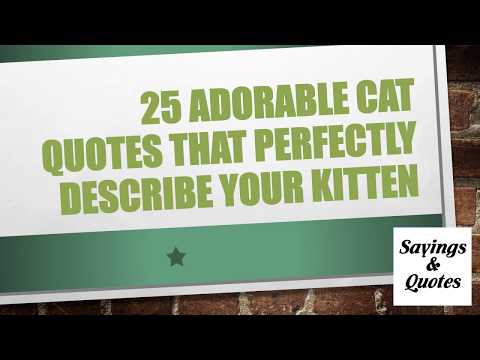 25 Adorable Cat Quotes That Perfectly Describe Your Kitten