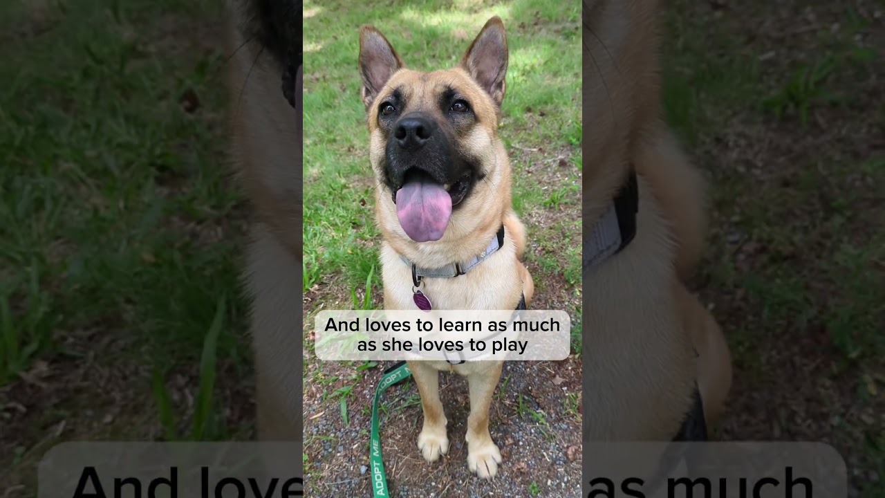 Enlarge Bailey, a Adoptable mixed breed in Richmond, VA video 6/6