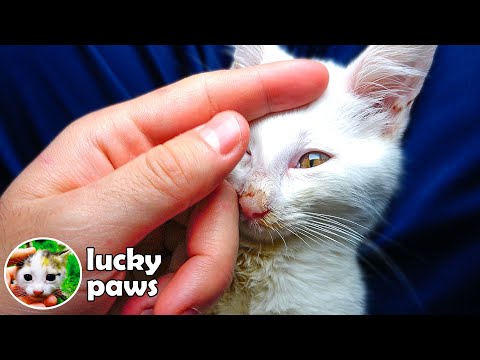 Blind and Deaf Kitten With Seizures Regain Their Eyesight After 55 Days (kitten in crisis)Lucky Paws
