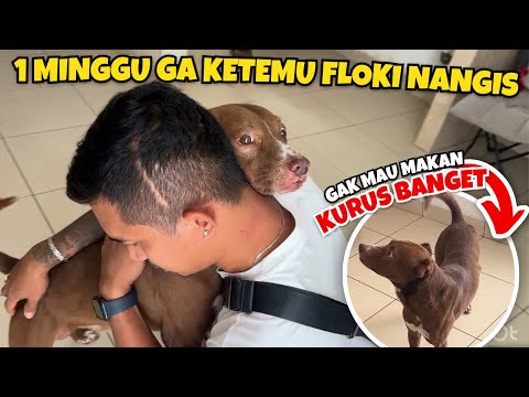 FLOKI CRIED AND DIDN'T WANT TO EAT AFTER BANG SHINE LEFT TO KALIMANTAN