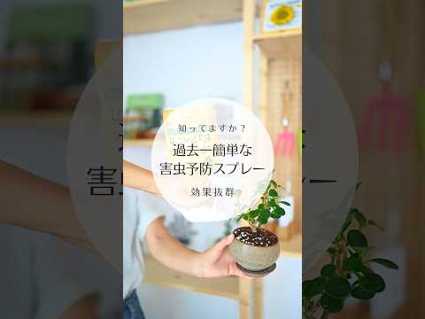 園芸 ホリデーシーズンに向けて観葉植物を準備する