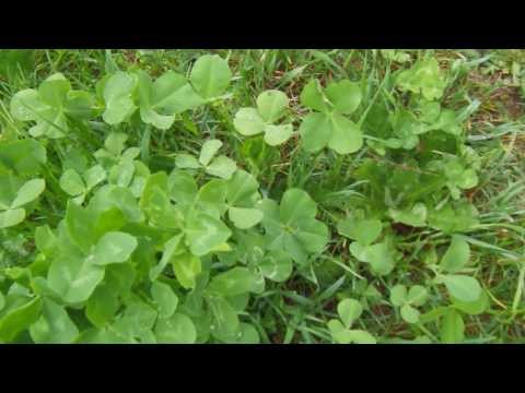 Fortuna.........???,Natura,Quadrifoglio, pentafoglio