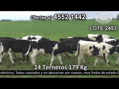 Lote 14 Terneros 13 HO y 1 HO c/  AA. 179kg -  en Santa Regina - a 9 km de Ruta 1 del km 114